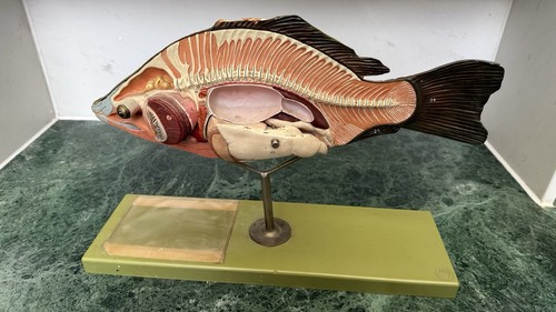Somso carp modello carpa - somso,