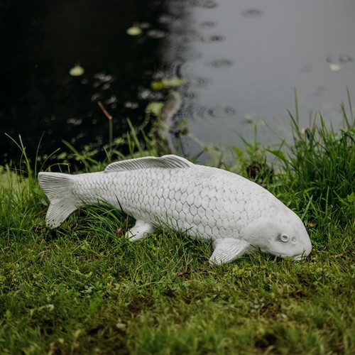 Koi pesce nishikigoi carpa - pesce,